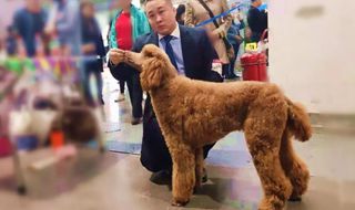 宠物港携百万NGKC超级联赛中勇夺冠