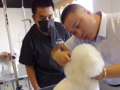 在宠物店能学习宠物美容技术吗？