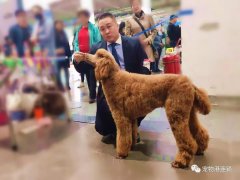 宠物港携百万NGKC超级联赛中勇夺冠