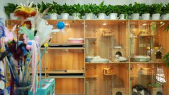 宠物加盟店选址需要注意哪些问题